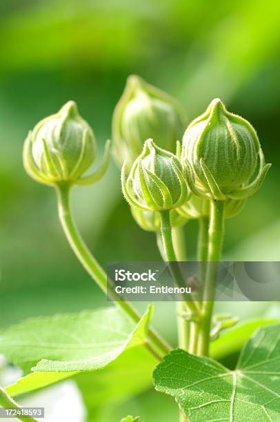 Frühjahr Knospen Der Neroliblüte Stockfoto und mehr Bilder von Anfang - Anfang, Ast - Pflanzenbestandteil, Blatt - Pflanzenbestandteile