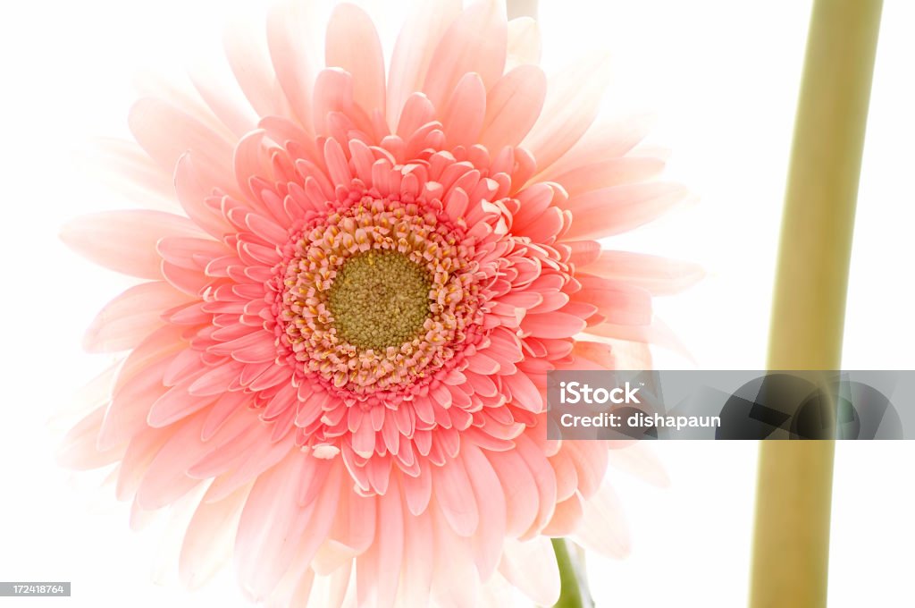 Flor - Foto de stock de Beleza royalty-free