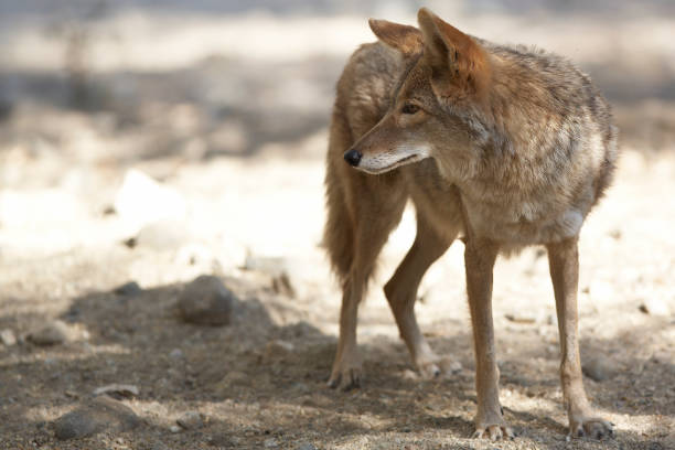 istock Southern California Coyote 172419127