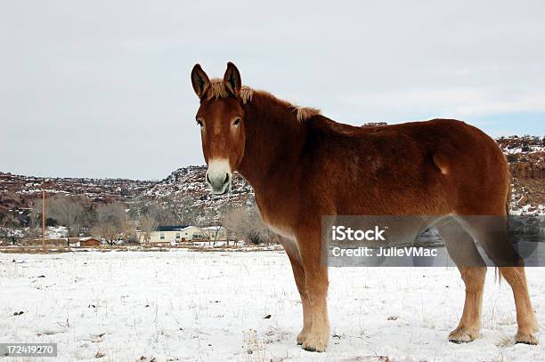 Rojo Mule En La Nieve Foto de stock y más banco de imágenes de Aire libre - Aire libre, Animal, Caballo - Familia del caballo