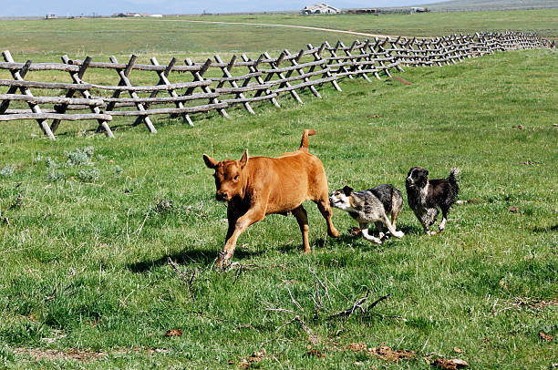 trabalhar vaca cães - cattle dog imagens e fotografias de stock