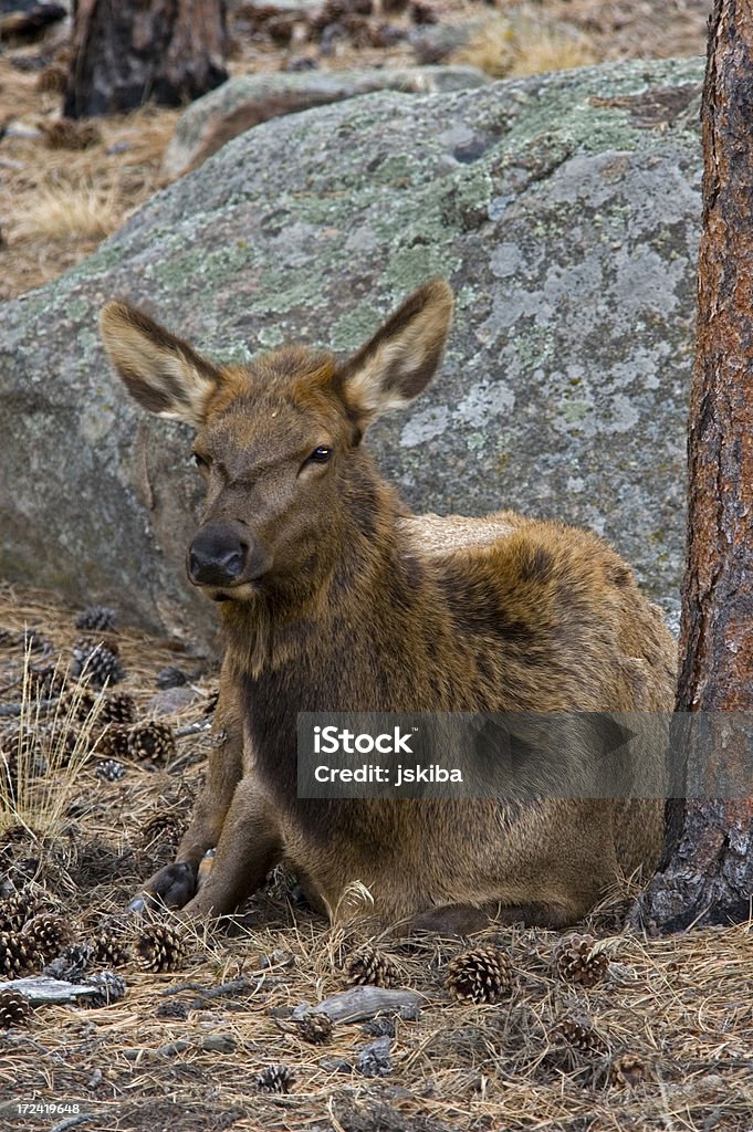 雌 elk -牛 - アメリカアカシカのロイヤリティフリーストックフォト