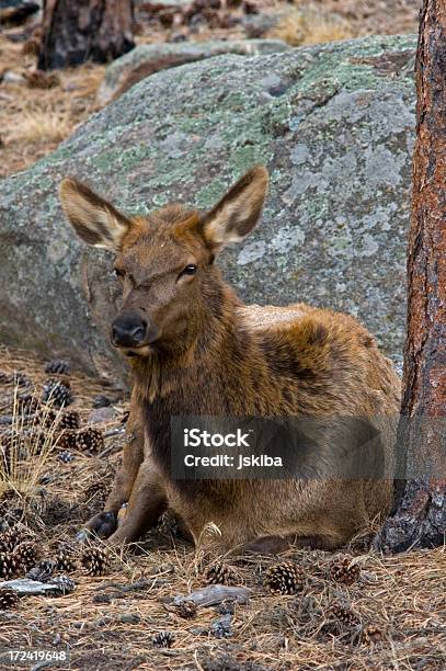 雌 Elk 牛 - アメリカアカシカのストックフォトや画像を多数ご用意 - アメリカアカシカ, アメリカ合衆国, アメリカ西部