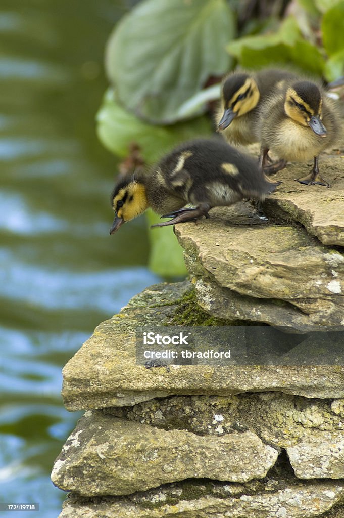 Trois Ducklings préparer à sauter dans de l'eau - Photo de Animaux à l'état sauvage libre de droits