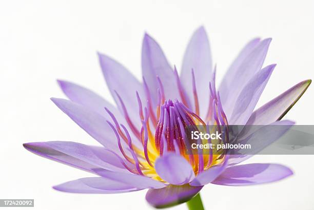보라색 Waterlily 보라색에 대한 스톡 사진 및 기타 이미지 - 보라색, 연꽃과, 다중 색상