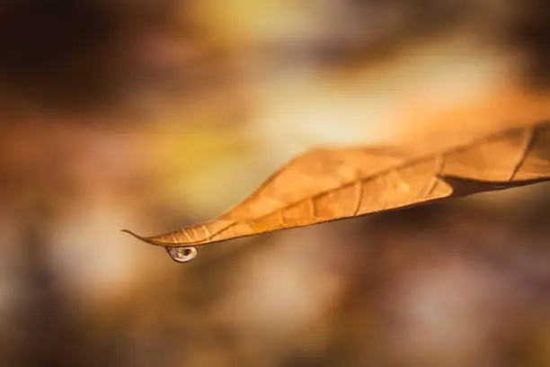 Photo of AUTUMN FALL landscape with blurred background and selective focus on fallen autumn leaf with a drop of rain water running down the leaf. Copy space with fall and winter seasonal colors