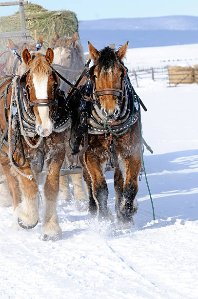 istock Four Horse Hitch with hay sled 172420229