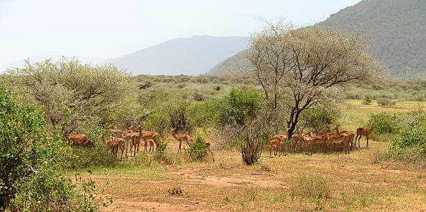 istock One herd of gazelles 172420244