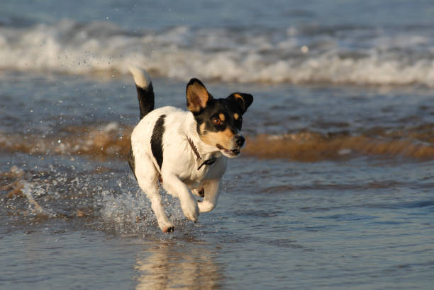 istock Jack Russell Running in Surf 172420388