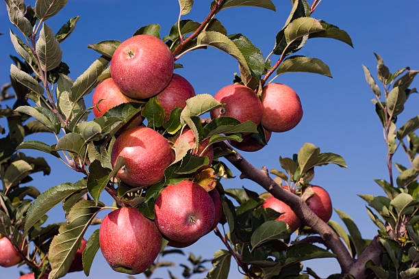 istock Branch of Apples 172420453