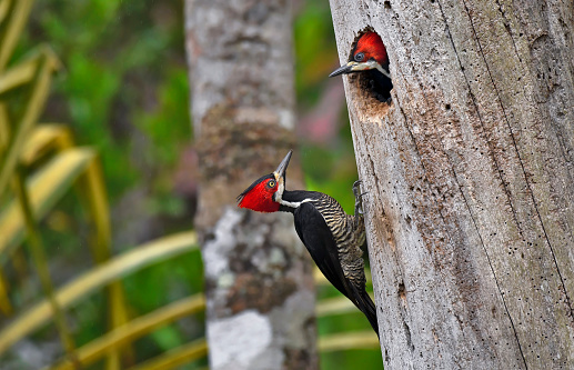 An adult male Crimson Crested Woodpecker is seen on a dead tree trunk.  There is a baby woodpecker with its head sticking out of the hole in the tree trunk.  The male adult Crimson Crested Woodpecker is looking at his baby chick.