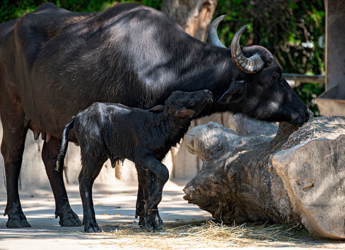 water buffalo mother and recently born young female standing side by side