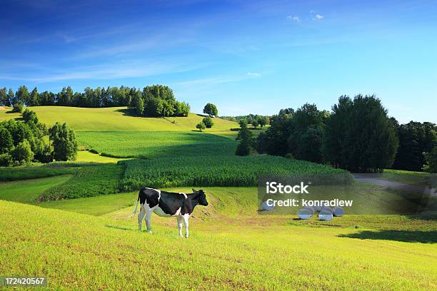 Verde Paesaggio Paesecolline E Valli Giamaicane - Fotografie stock e altre immagini di Agricoltura - Agricoltura, Albero, Ambientazione esterna