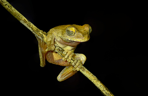 A tree frog is seen on a branch.  The frog is sleeping.  The eyes are closed.  The toes and under belly of the frog can be seen in the photo.  This frog is gold in color.  This frog can be found in the tropical rainforest of Panama.