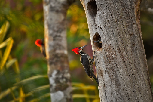 An baby Crimson Crested Woodpecker is seen on a dead tree trunk.  The baby woodpecker's head is  sticking out of a hole in the tree trunk.  The male adult Crimson Crested Woodpecker is near the nest and the female is watching from a tree nearby, in the background.