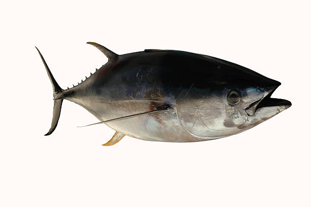 желтопёрый тунец - yellowfin tuna стоковые фото и изображения