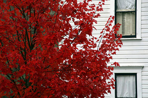 biały dom z czerwonym tree - biały dom moskwa zdjęcia i obrazy z banku zdjęć