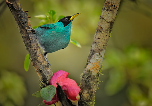 A male Green Honeycreeper is seen near a flower, while perching on a branch.  This small songbird  is turquoise and black and can be found in the rainforest of Panama in Central America.  The bird has red eyes.