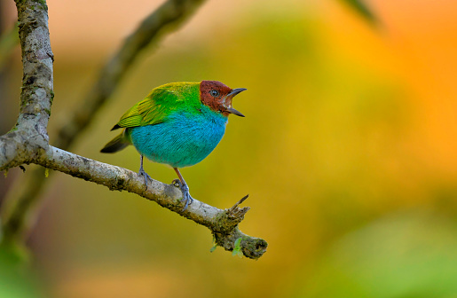 A Bay headed Tanager is seen perching on a branch.  The vibrant multicolored bird can be seen against a blurry background.  The entire bird is in focus and the different colors of the bird on clear display.  The bird is chirping and his mouth is open.  This is a small song bird is found in Central and South America.