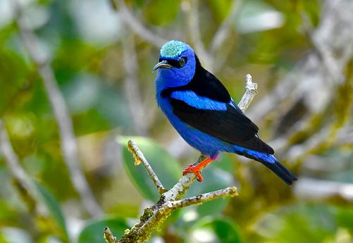 A Red Legged Honeycreeper is seen perching on a branch.  This small tropical rainforest bird is very colorful.  The male Red Legged Honeycreeper has a iridescent blue cap.  The legs and feet are a bright reddish color.  This beautiful small bird can be found in Central America.