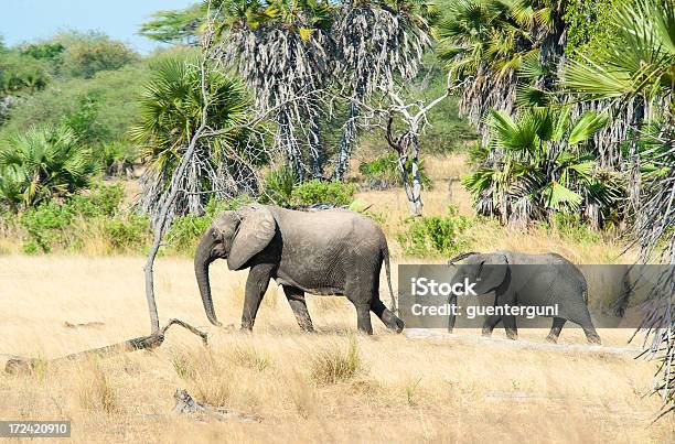 Elefante Femala Com O Seu Bebé Selous Tanzânia - Fotografias de stock e mais imagens de Elefante - Elefante, Tanzânia, Alto - Altura Humana