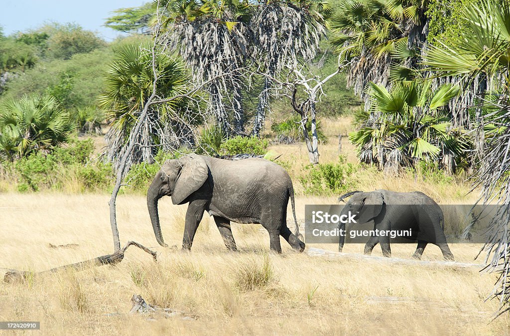 Femala слон с ее ребенок, Selous, Танзания - Стоковые фото Слон - Толстокожие животные роялти-фри