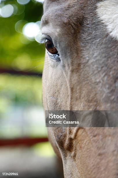 Caballo Foto de stock y más banco de imágenes de Animal - Animal, Caballo - Familia del caballo, Cabeza de animal