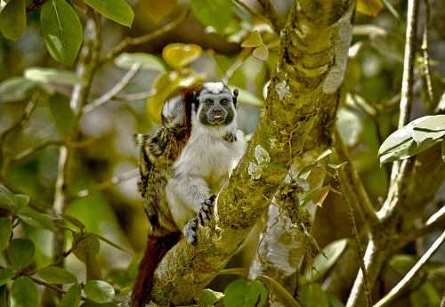 A male Geoffroy's Tamarin Monkey is seen on a branch with a newborn baby on its back.  The male monkey carries the babies on its back.  The male is looking at the camera and has his tongue out, while the baby looks down and holds onto the shoulder of the dad.   This small primate is found in the rainforest of Panama in Central America