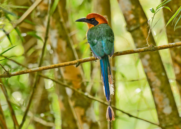 ein rufous-motmot sitzt auf einem ast - sägeracke stock-fotos und bilder