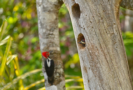 An adult female Crimson Crested Woodpecker is seen on a tree trunk.  There is a baby woodpecker with its head sticking out of the hole in a tree trunk nearby.  The female adult Crimson Crested Woodpecker is looking at her baby chick from a distance.