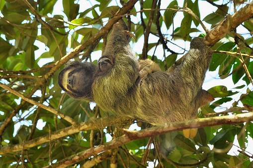 A 3 toed sloth is in a tree with her newborn baby.  The mother is holding her baby on her chest while she is upside down.  The mother and the baby are looking towards the camera.  Both faces are clearly visible in the photo. There is a lot of details in the photo.