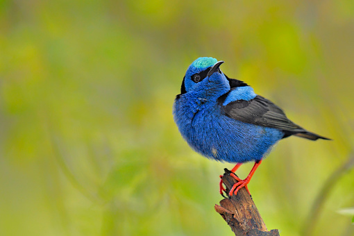 A Red Legged Honeycreeper is seen perching on a branch.  This small tropical rainforest bird is very colorful.  The male Red Legged Honeycreeper has a iridescent blue cap.  The legs and feet are a bright reddish color.  This beautiful small bird can be found in Central America.