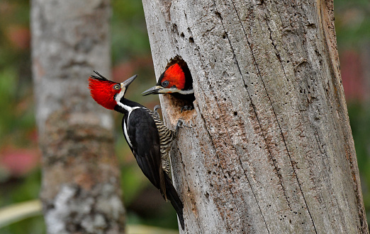 An adult male Crimson Crested Woodpecker is seen on a dead tree trunk.  There is a baby woodpecker with its head sticking out of the hole in the tree trunk.  The male adult Crimson Crested Woodpecker is looking at his baby chick. The crest on the head of the male woodpecker is very prominent.