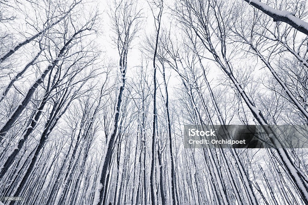 林雪の - カエデのロイヤリティフリーストックフォト