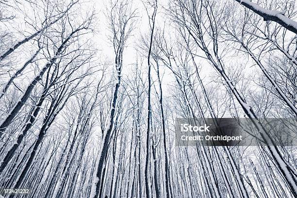 林雪の - カエデのストックフォトや画像を多数ご用意 - カエデ, 冬, 森林
