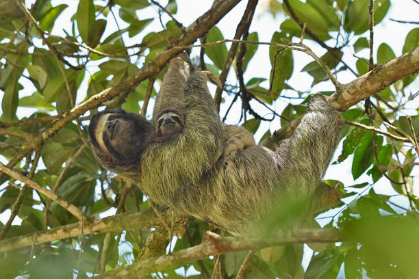 istock 3 toed sloth with her newborn baby (three-toed) 1724212456