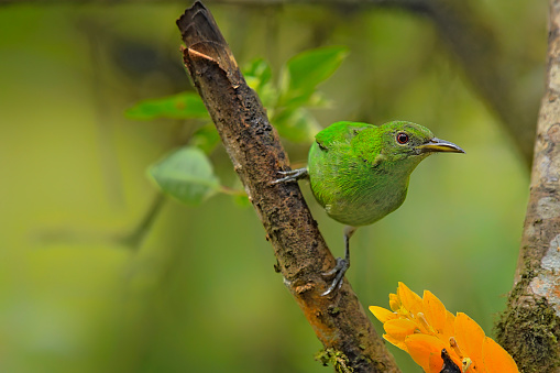 A Female Green Honeycreeper is seen near a flower, while perching on a branch.  This small songbird  is totally green and can be found in the rainforest of Panama in Central America.  The bird has red eyes.