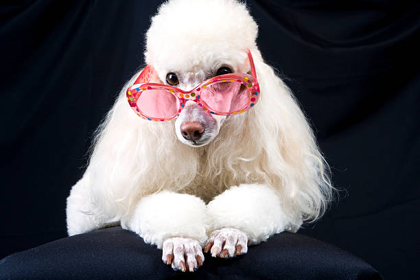 istock Poodle in Pink Polka-Dot Glasses 172421370