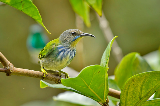 A Female purple honeycreeper is seen perching on a branch near some leaves.  The front of the bird is clearly visible.  There is an array of colors on the throat and breast of the bird.  The feet and legs are yellow.  This bird is very small and colorful.