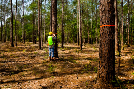 Forester, surveyor or builder marking trees with orange ribbon.  Safety hat and vest.  MORE LIKE THIS... in lightboxes below.