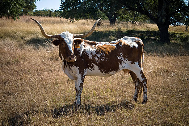 коричневый и белый длиннорогий steer - bull texas longhorn cattle horned white стоковые фото и изображения