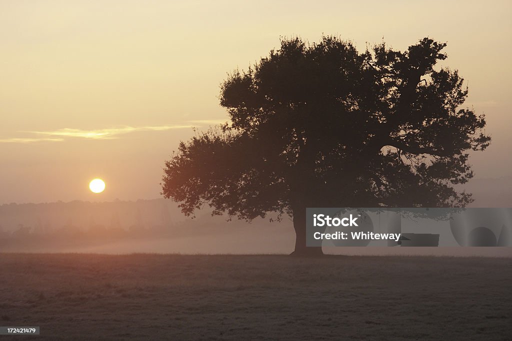 Rose lever au-delà de l'arbre de chêne sombre - Photo de Chêne libre de droits