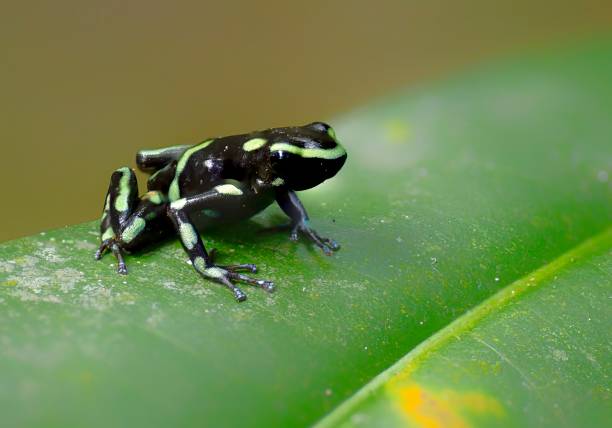 istock green and black poison dart frog on a leaf 1724215886