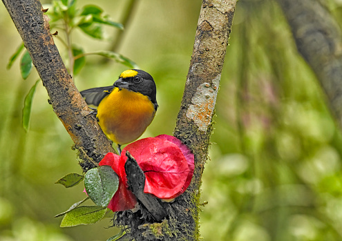 A Yellow throated Euphonia is seen in a tree near red flowers.  The bird has a small yellow patch on its head. This small songbird can be found in the rainforest of Panama in Central America.