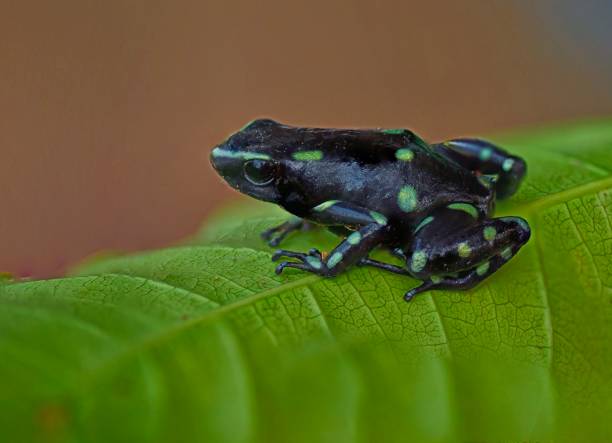 istock green and black poison dart frog on a leaf 1724217011