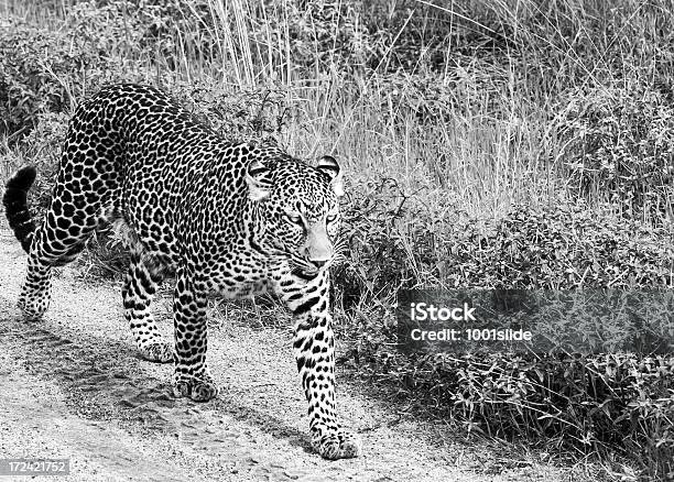 Photo libre de droit de Léopard Dans La Randonnée Et Dobservation De Savannah banque d'images et plus d'images libres de droit de Afrique