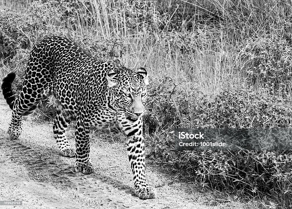 LEOPARDO nella savana a piedi e osservare - Foto stock royalty-free di Africa