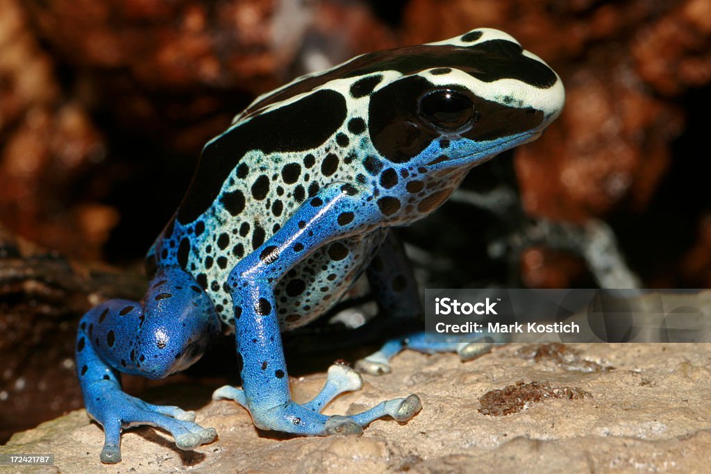 Poison Dart Frog - Dendrobates tinctorius Dyeing Poison Frog Stock Photo