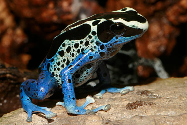 Poison Dart Frog - Dendrobates tinctorius stock photo