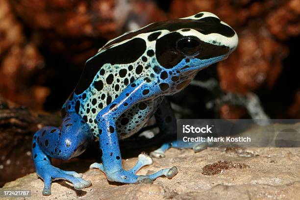 Poison Dart Frog Dendrobates Tinctorius Stock Photo - Download Image Now - Dyeing Poison Frog, Poison Arrow Frog, Amphibian